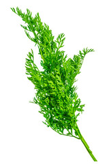 Fresh green carrot tops tied in a bunch, isolated on transparent background. Botanical element for natural food design, gardening themes, vegetable branding and organic kitchen projects.