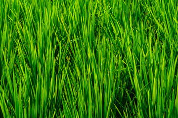 green rice paddy field close-up, showcasing healthy, organic Oryza sativa plants in an agricultural landscape