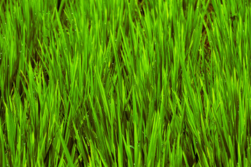 green rice paddy field close-up, showcasing healthy, organic Oryza sativa plants in an agricultural landscape