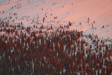 Aerial view of sunset's glow kisses the snow-dusted evergreens, painting a serene winter tableau across the landscape, Muonio, Lapland, Finland.