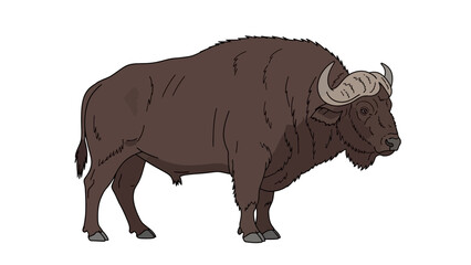 buffalo isolated on white background