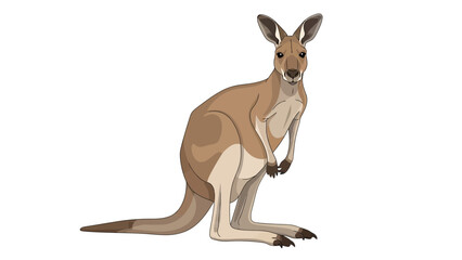 kangaroo in a white