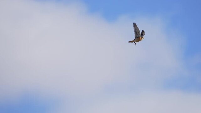 American Kestrel flying through the sky in slow motion over Utah.