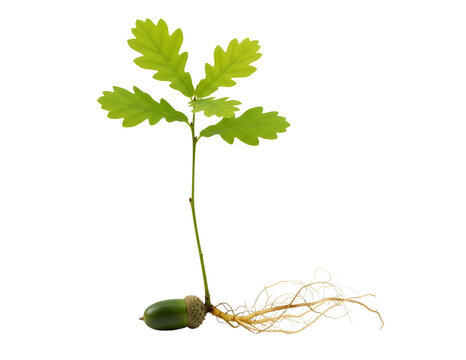 Young oak sapling growing from acorn with roots isolated on transparent background