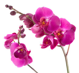 Orchid