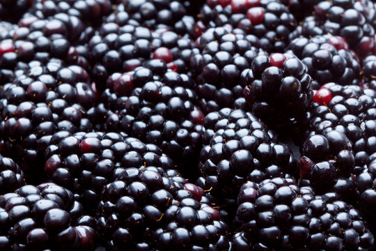 freshly picked blackberries