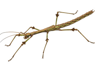 Isolated stick insect, Phasmatodea camouflaged as a twig or stick, amazing camouflage in nature