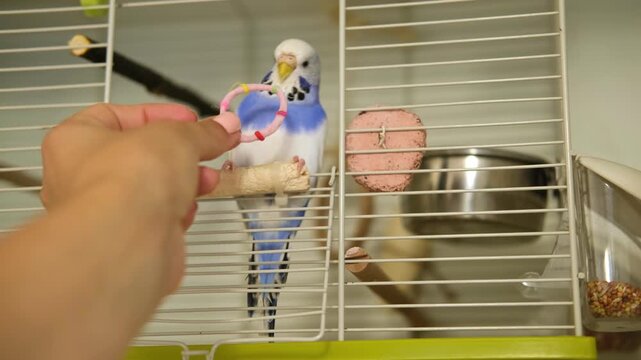 Budgerigar is playing with a humans hand while being inside its cozy cage. Colorful Budgie is interacting playfully with a owner. Funny parakeet is having fun. Tamed bird. Pet parrot. Domestic Animals