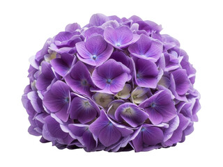 Isolated purple hydrangea flower head in bloom with many overlapping petals is vibrant