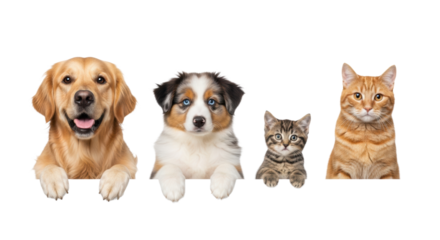 A golden retriever, australian shepherd puppy, tabby kitten, and ginger cat peeking over a blank white banner with paws extended, studio high key lighting. concept for pet brand advertising