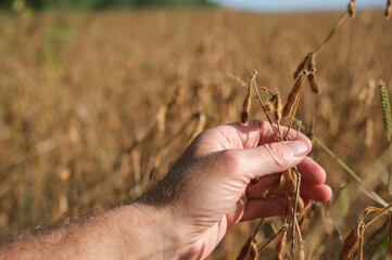 Soybean pods in the farmer's hand against the backdrop of an endless soybean field. Soybean harvest. Evening golden hour.