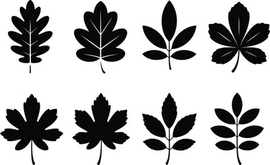 Collection of silhouetted oak and maple leaves on white background