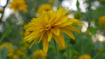 Close-up of yellow dahlia flower in garden with blurred background