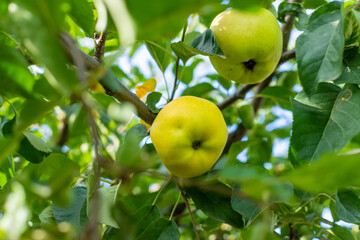 An apple on a tree in an orchard. Selective focus.