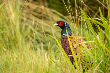 A striking common pheasant Phasianus colchicus stands among tall grasses, displaying vibrant plumage.
