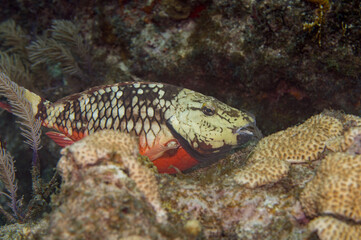 Stoplight Parrotfish Initial Phase Sparisoma Viride Feeding on Coral with Copy-Space