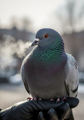 Pigeon on hand, gray bird exhaling breath vapor in cold winter air. Wild pigeon on hand, iridescent neck feathers on person's black gloved palm. Perfect pigeon on hand for nature, wildlife.