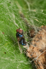 Trapped fly suspended in delicate spiderweb