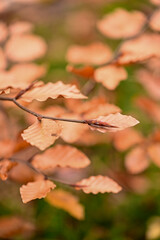 A soft-focus close-up of delicate, scalloped beech leaves, holding their pale orange color against a blurred green background. A winter detail from the Utrechtse Heuvelrug.