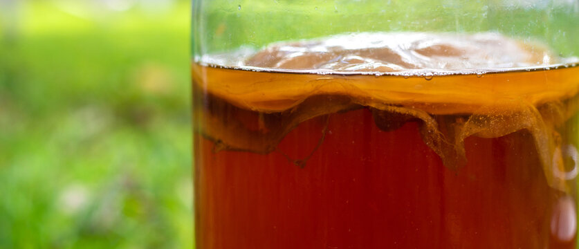 Kombucha in a jar at home. Selective focus.