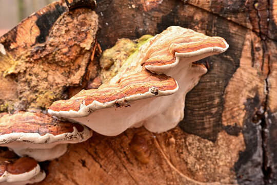 A close-up of tiered, red and white bracket fungi growing on a dark tree stump. A damp detail found on the Utrechtse Heuvelrug during a winter morning