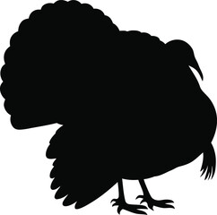 Silhouette of a wild turkey standing with head turned right