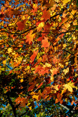 鎌倉251127　高徳院6　楓＆紅葉