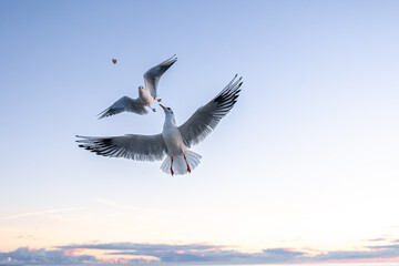 Two seagulls catching food in dawn sky. Aerial action.
