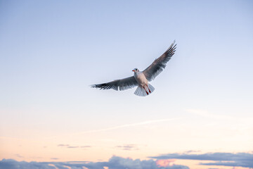 Seagull with open wings in dawn sky. Symbol of freedom.