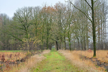 Obraz premium A long, grassy path cuts through a winter landscape, bordered by tall, bare trees forming a natural tunnel. The field margins are filled with dry, russet-colored grass and low shrubs.