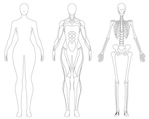 Female skeleton outline reveals the body's internal structure, highlighting major bones and muscle attachment points. Anatomical contour illustration is ideal for medical, educational use. Front view
