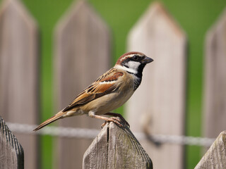 House Sparrow Perched on a Wooden Fence Post bird passer domesticus