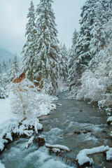 Beautiful Snowy Winter Forest Landscape with Frosty Trees and Peaceful Nature