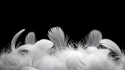 Obraz premium White feathers arranged against a black background, creating a soft and delicate contrast.