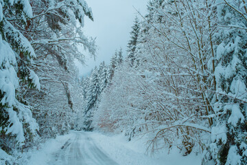 Beautiful Snowy Winter Forest Landscape with Frosty Trees and Peaceful Nature