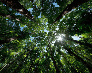 Fototapeta premium Looking up through a canopy of lush green trees towards a bright sun peeking through the leaves creating a radiant lens flare effect