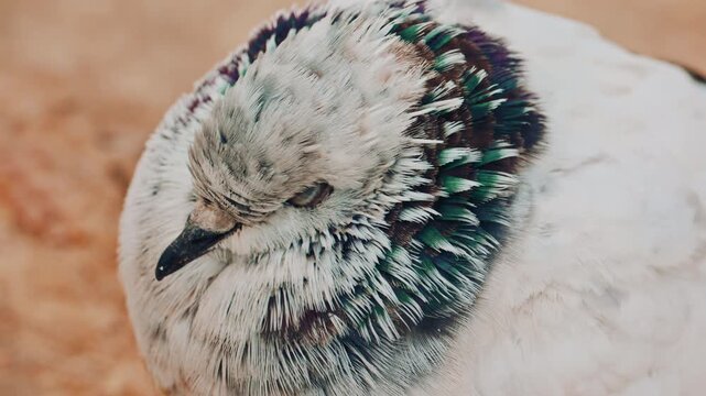 Close up o fa fluffy pigeon perched on a warm colored rock near the sea