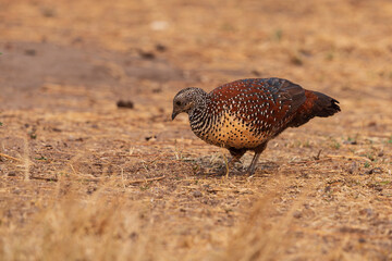 Painted Spurfowl (Galloperdix lunulata)
