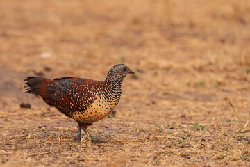 Painted Spurfowl (Galloperdix lunulata)