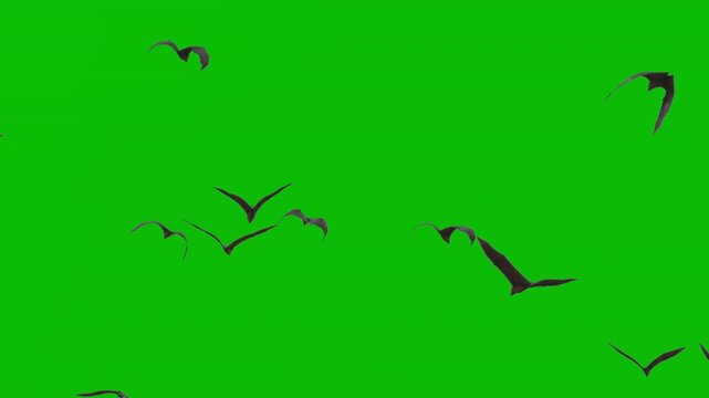 Indian flying foxes lat. Pteropus medius isolated on green screen in slow-motion flight. Perfect for compositing, VFX, educational wildlife content, and nature documentary projects. ProRes 422 video.