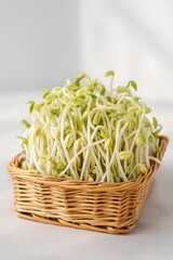 Mung Bean Sprouts