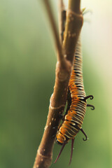 close up of a caterpillar crawling up a small tree trunk