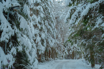 Beautiful Snowy Winter Forest Landscape with Frosty Trees and Peaceful Nature