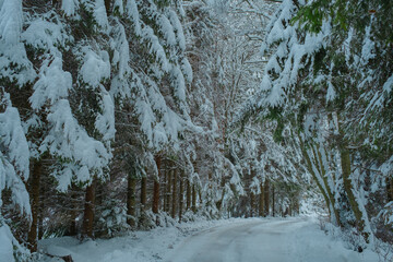 Beautiful Snowy Winter Forest Landscape with Frosty Trees and Peaceful Nature
