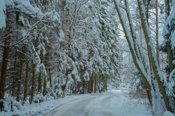 Beautiful Snowy Winter Forest Landscape with Frosty Trees and Peaceful Nature