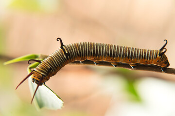 Detailed Caterpillar on Leaf Close Up