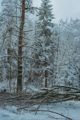 Beautiful Snowy Winter Forest Landscape with Frosty Trees and Peaceful Nature