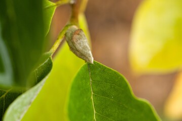 Plant list 2025 - Magnolie (Maxine Merrill)