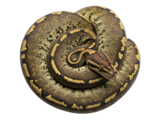 Isolated royal python, coiled up and looking at the camera, brown scales pattern of yellow colors