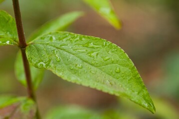 Plant list 2025 - Deutzia pulchra